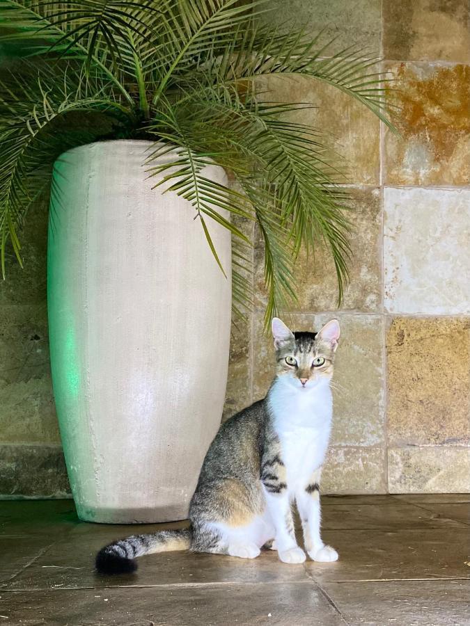 Villa Corsica Prea Luaran gambar
